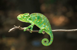 Caméléon en observation sur une branche